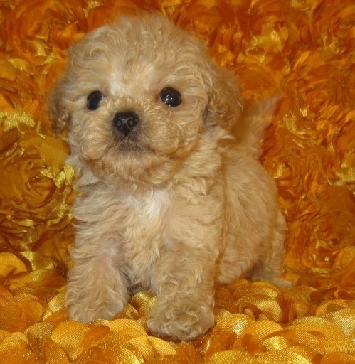 Maltipoo Male Puppies, “CLICK PIC TO SEE INFO" DOB: 12-15-20
