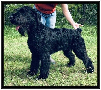 Spain Jr Champion For Sale, Giant Schnauzer, fully health tested, proven stud, 