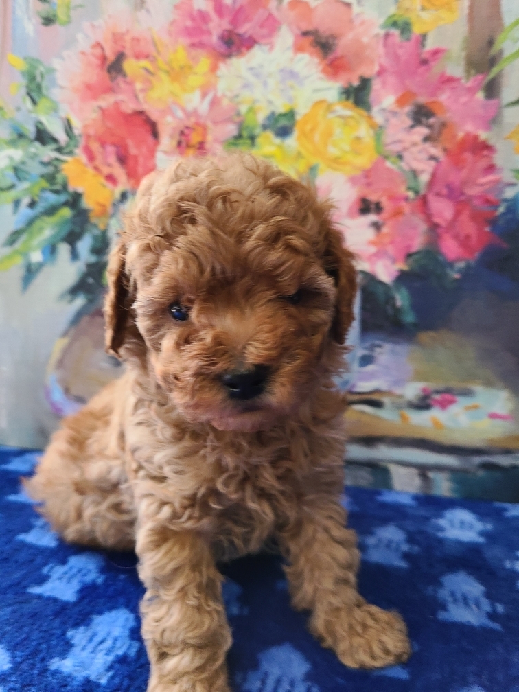 Small Poodles, Zoey’s litter,"Click Pic For Info" 992