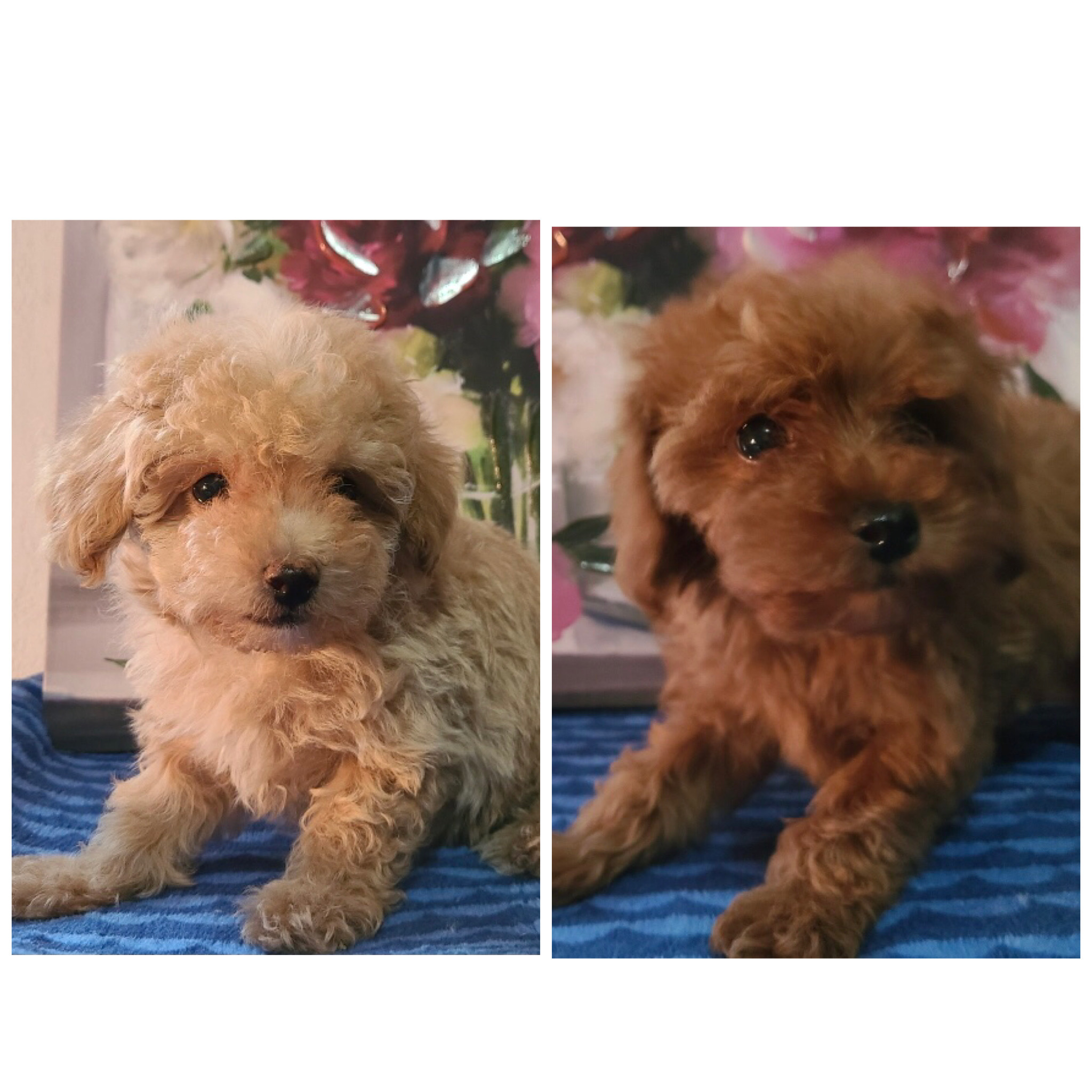 Maltipoo Male Puppies, “CLICK PIC TO SEE INFO" 888
