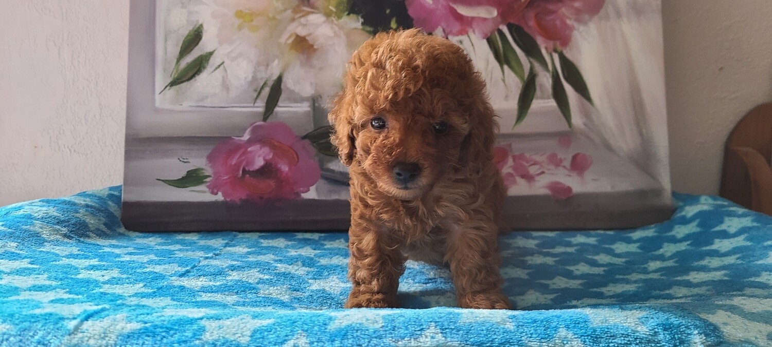 Red Toy Poodle Puppies, PRICE REDUCED to $1500! “Click Pick For Info