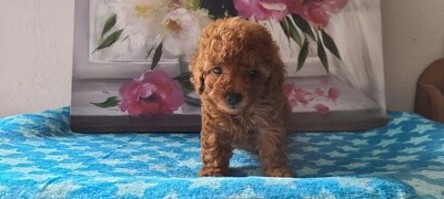 Red Toy Poodle Puppies, PRICE REDUCED to $1500! “Click Pick For Info