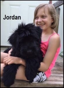DISCOUNTED FOR QUICK SALE!!! 3 AVAILABLE Female Giant Schnauzer pups: 