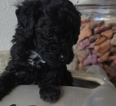 Teeny Tiny Black Poodle Boy, $2500