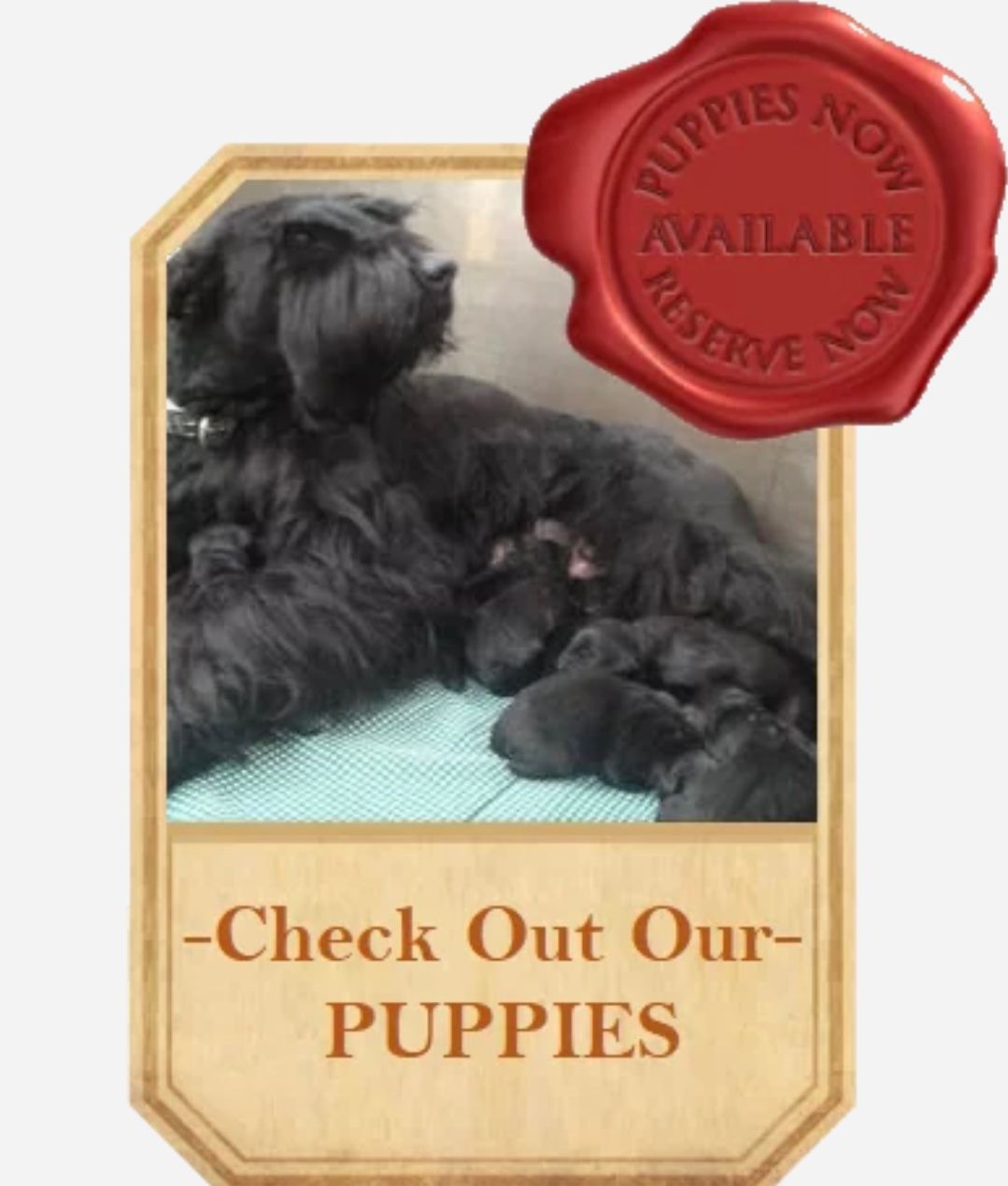 Available and Upcoming Giant Litters, "Click Pic For Info"