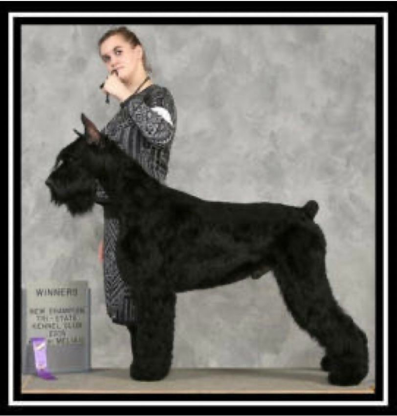 Stud Services: Champion Giant Schnauzer Studs: "CLICK PIC FOR INFO"
