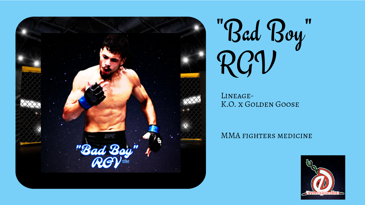 Bad Boy RGV