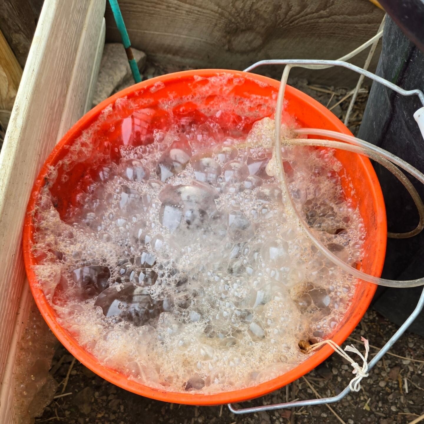Mushroom based microbe brew