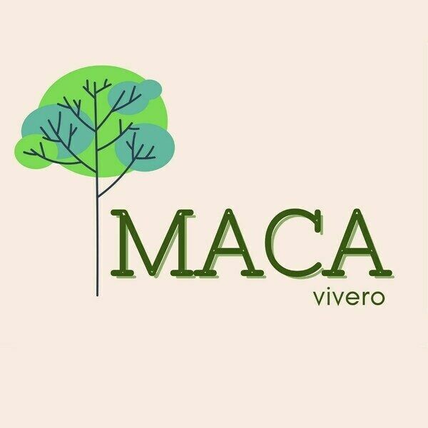 Maca Vivero