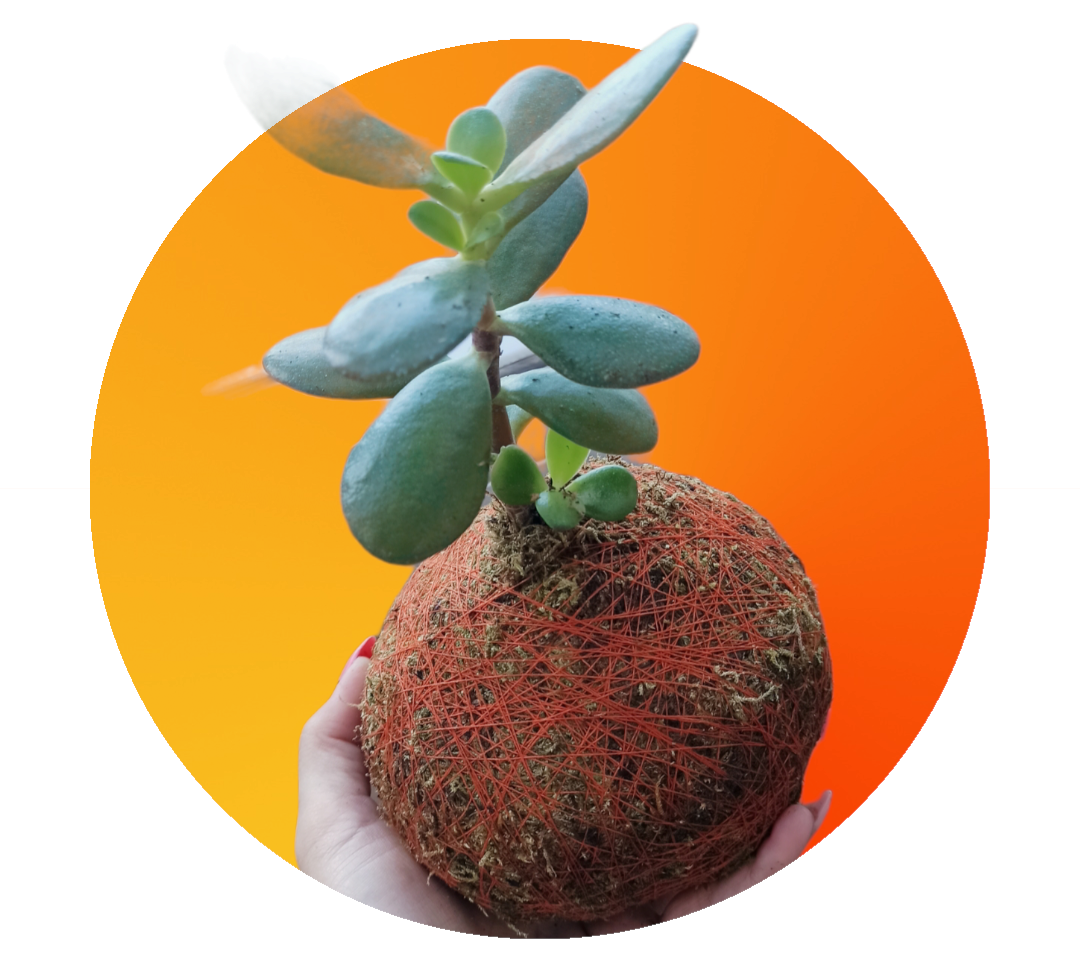 Árbol de Jade kokedama