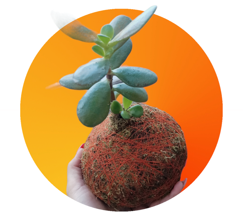 Árbol de Jade kokedama