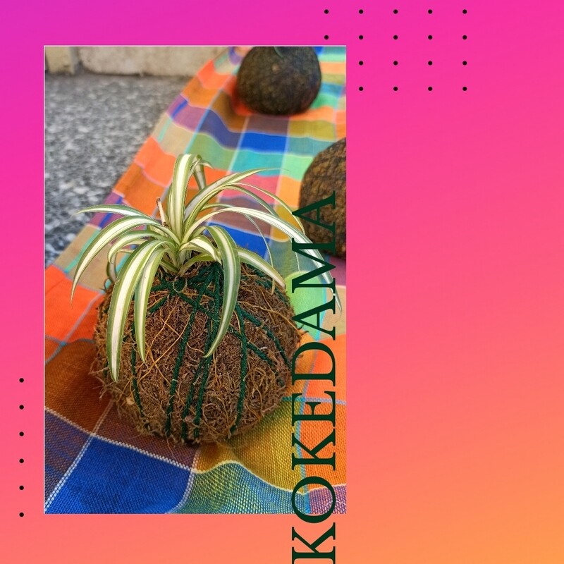 Lazo de amor kokedama