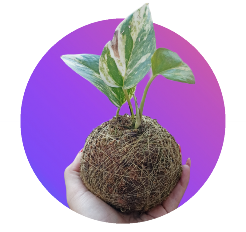 Potus kokedama