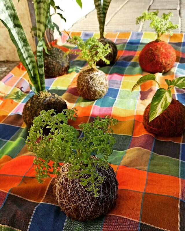 Kokedamas por encargo