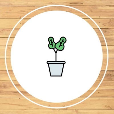Plantas