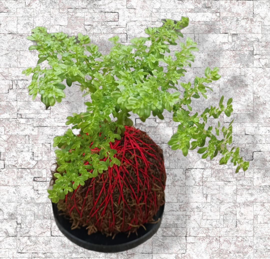Helecho de arroz kokedama