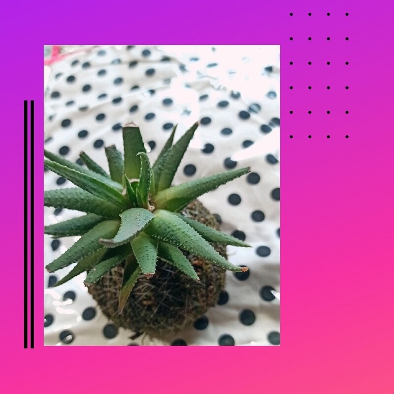 Haworthia kokedama