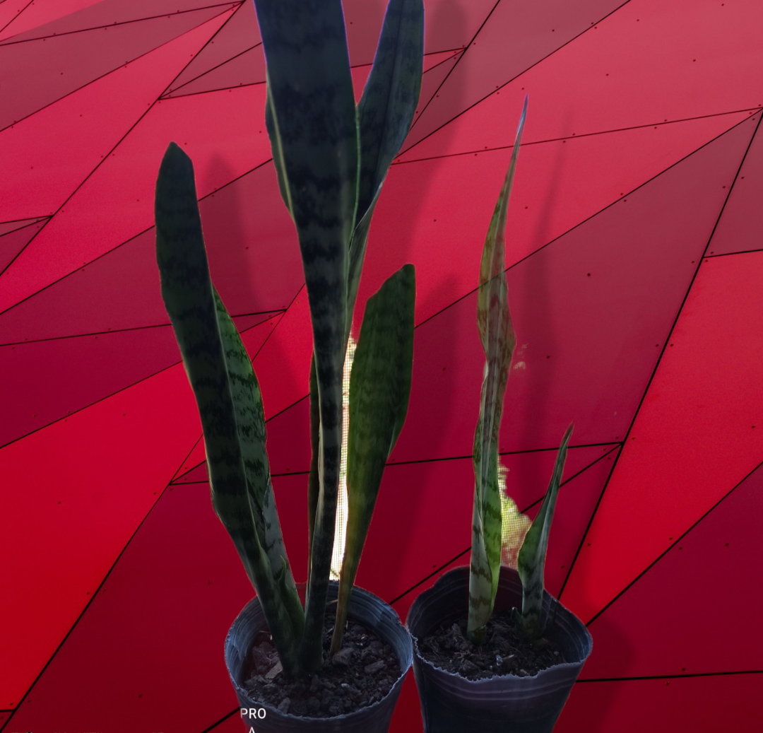 Lengua de Tigre kokedama