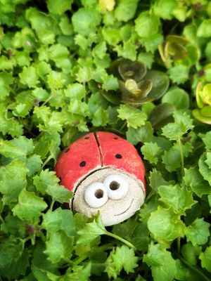 Geluks-lieveheersbeestje 🐞