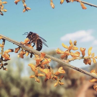 2 NOCHES + DESAYUNO + VISITA AL MUNDO DE LAS ABEJAS