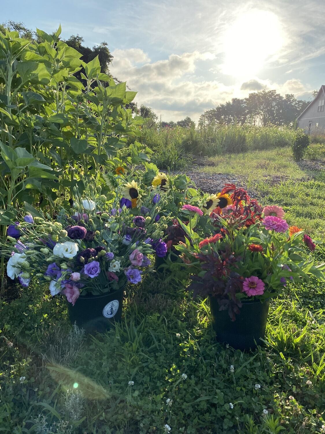 Flowers by the bucket
