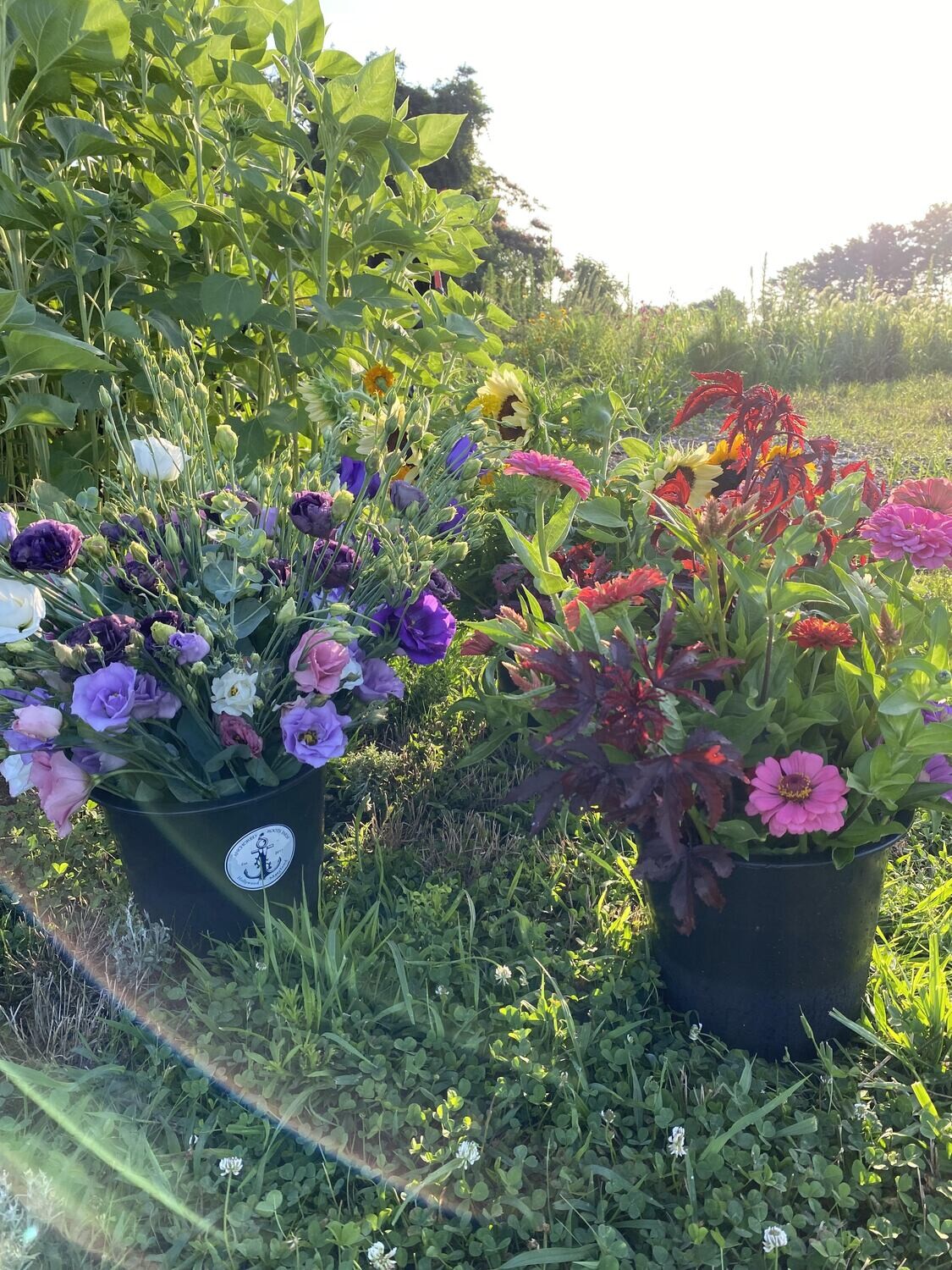 Flowers by the bucket