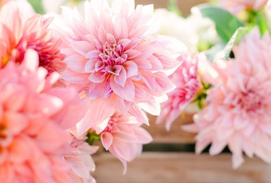 Flowers by the bucket