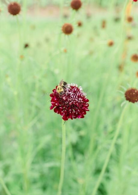 Summer and Fall Flower Bouquet Subscription (CSA), Farm Pickup On Fridays or Saturday