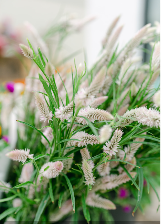 Summer and Fall Flower Bouquet Subscription (CSA), Farm Pickup On Fridays or Saturday
