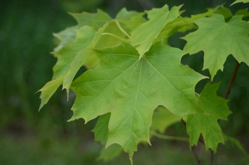 Acer saccharum - Sugar Maple