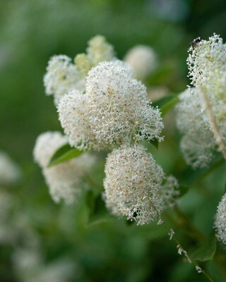 Ceanothus americanus - New Jersey Tea