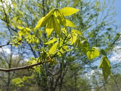 Carya cordiformis - Bitternut Hickory