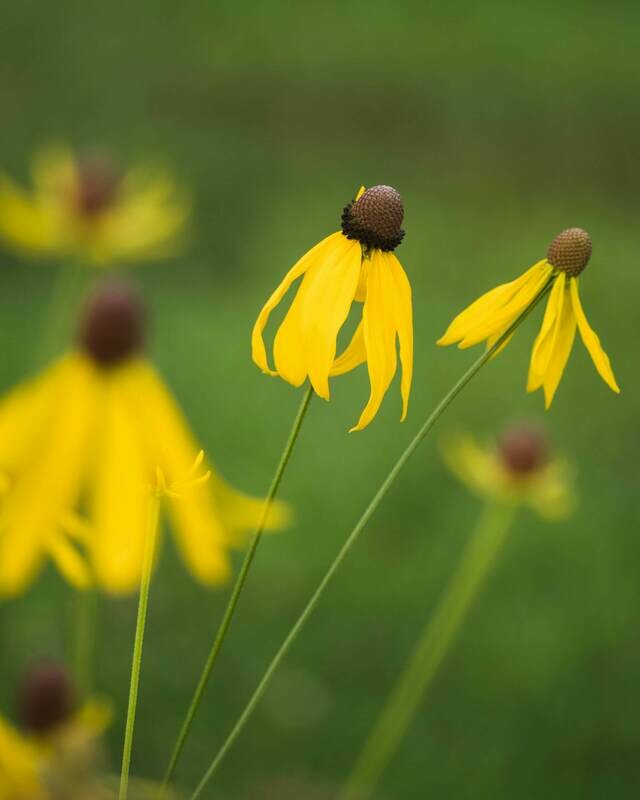 Ratibida pinnata - Grey-headed Coneflower
