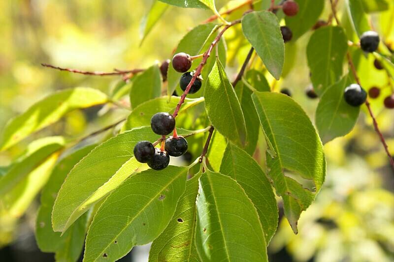 Prunus serotina - Black Cherry