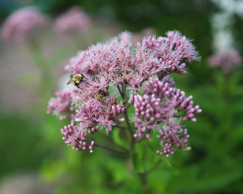 Eutrochium maculatum - Joe Pye Weed