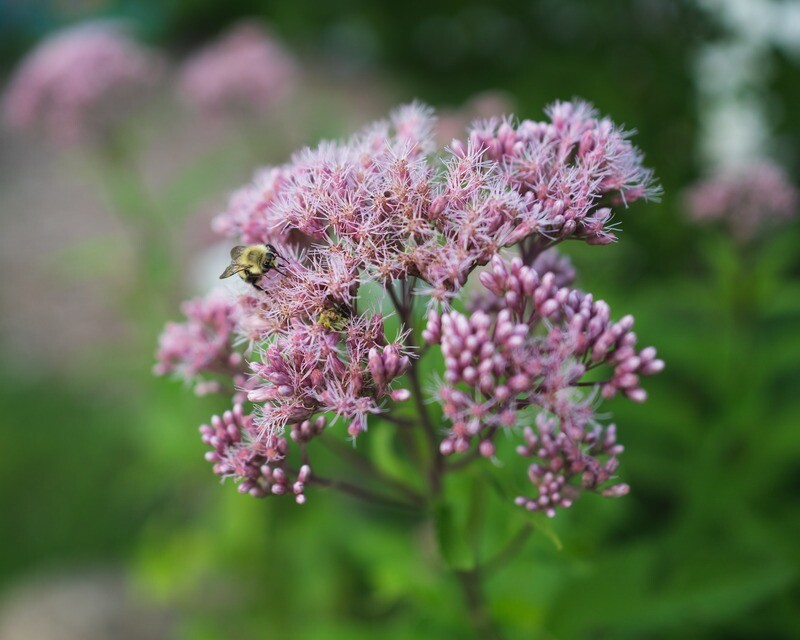 Eupatorium maculatum - Joe Pye Weed