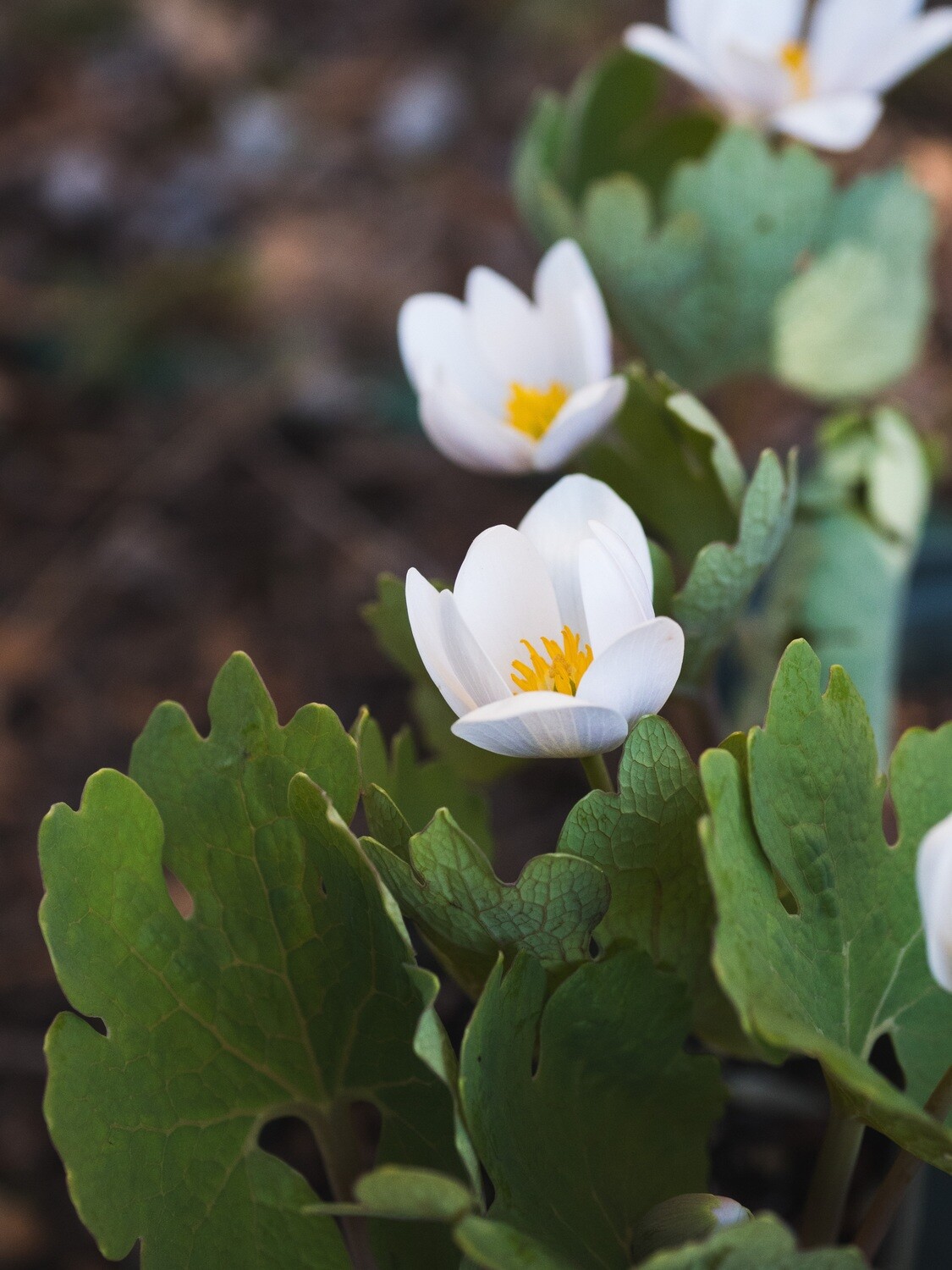 Sanguinaria canadensis - Bloodroot