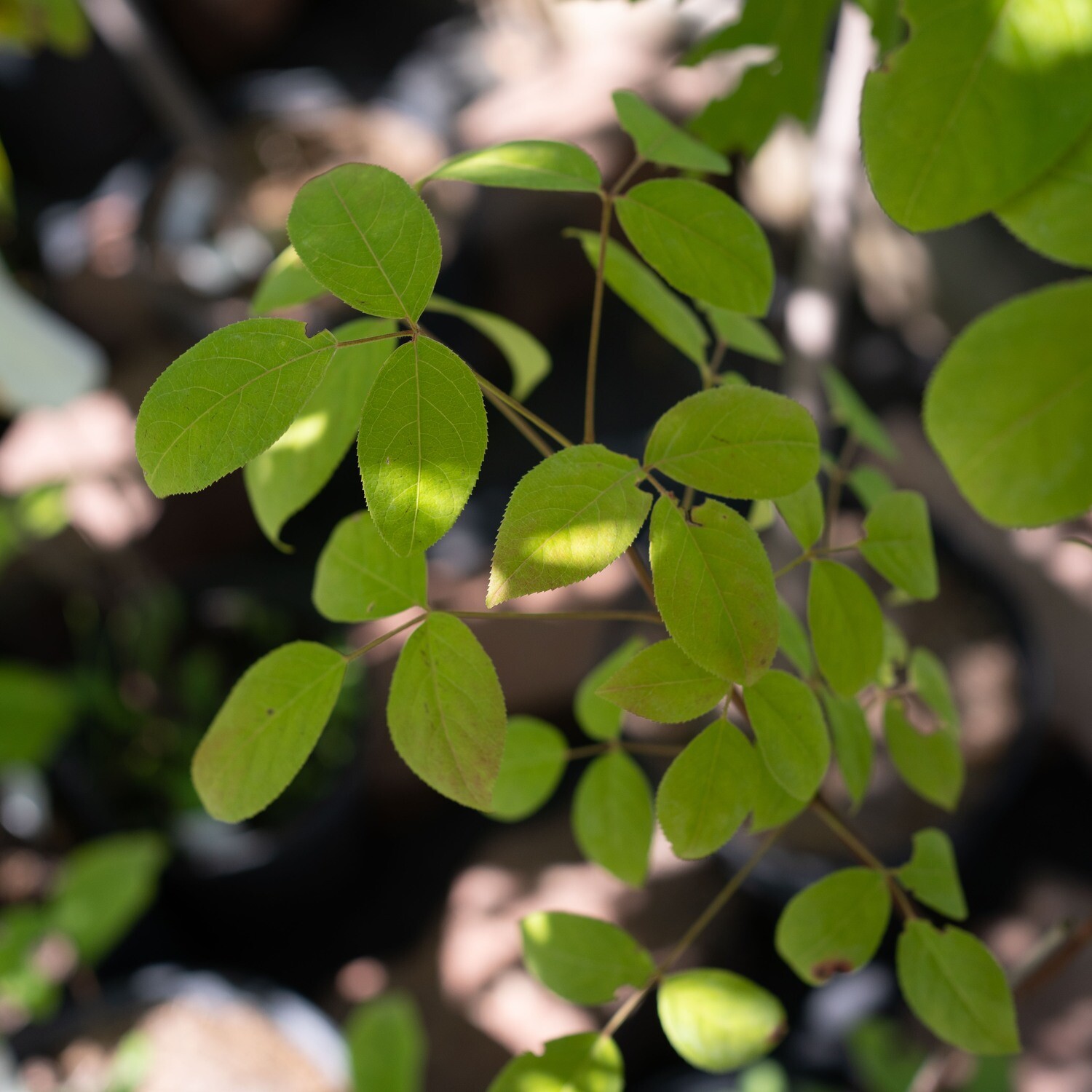 Staphylea trifolia - Bladdernut