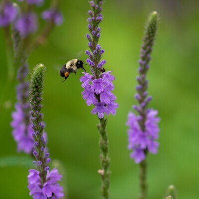 Verbena stricta - Hoary Vervain