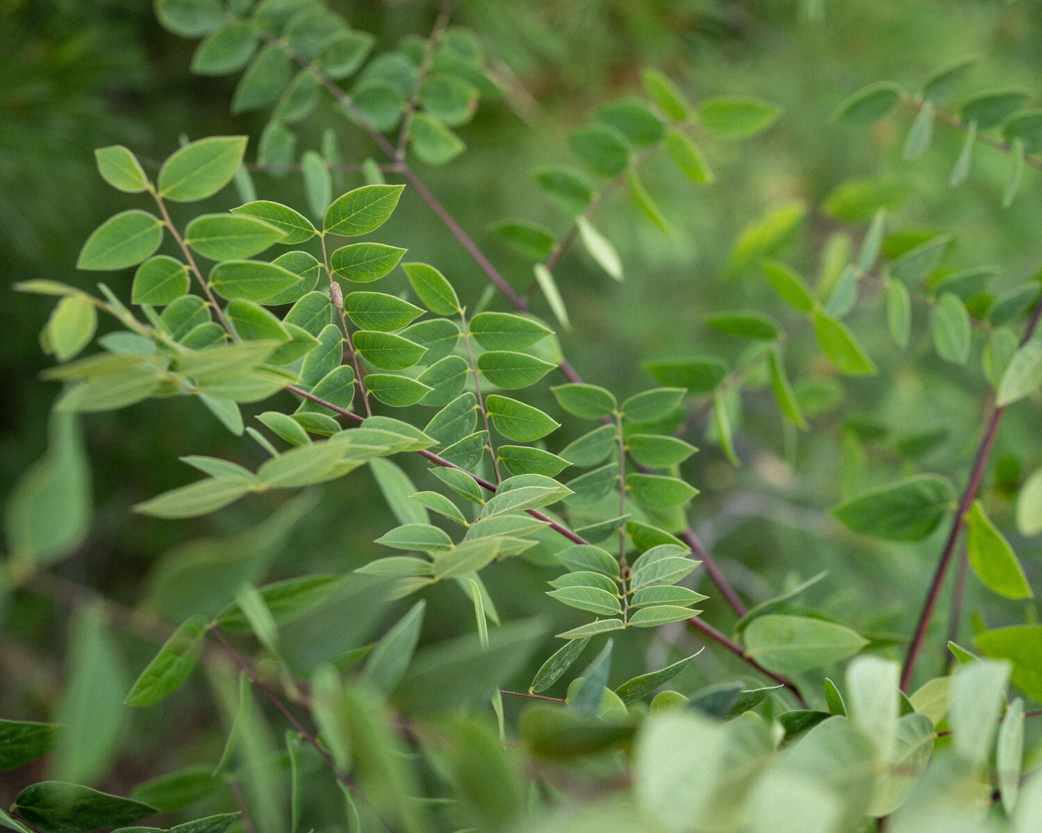 Gymnocladus dioicus - Kentucky Coffeetree