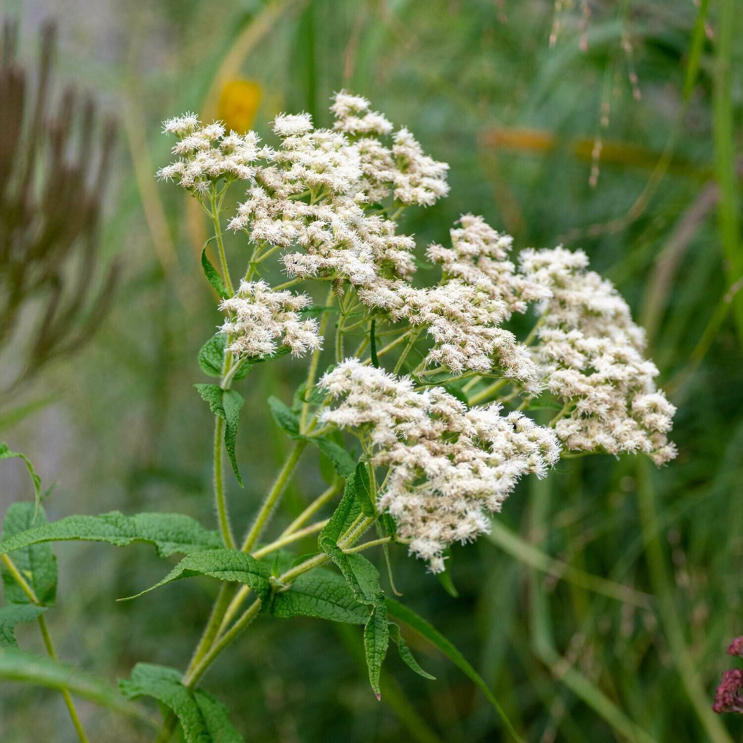 Eupatorium perfoliatum - Common Boneset