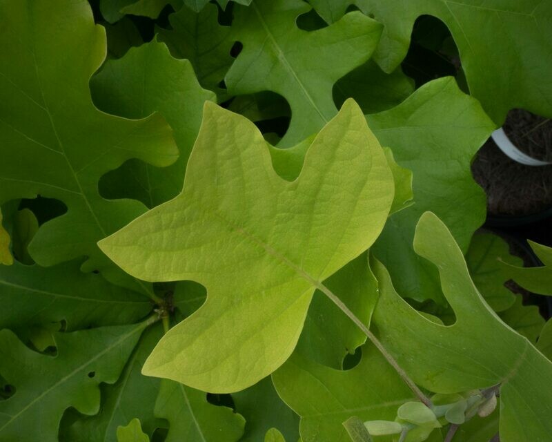 Liriodendron tulipifera - Tulip-tree