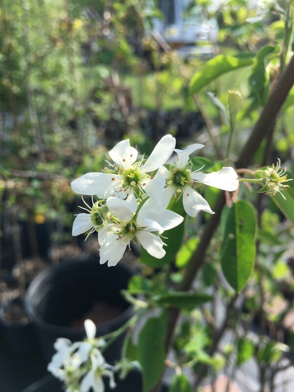 Amelanchier sanguinea - Roundleaf Serviceberry
