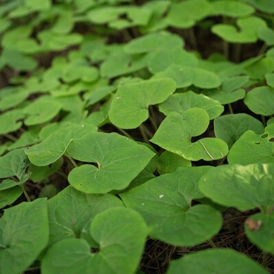 Asarum canadense - Wild Ginger