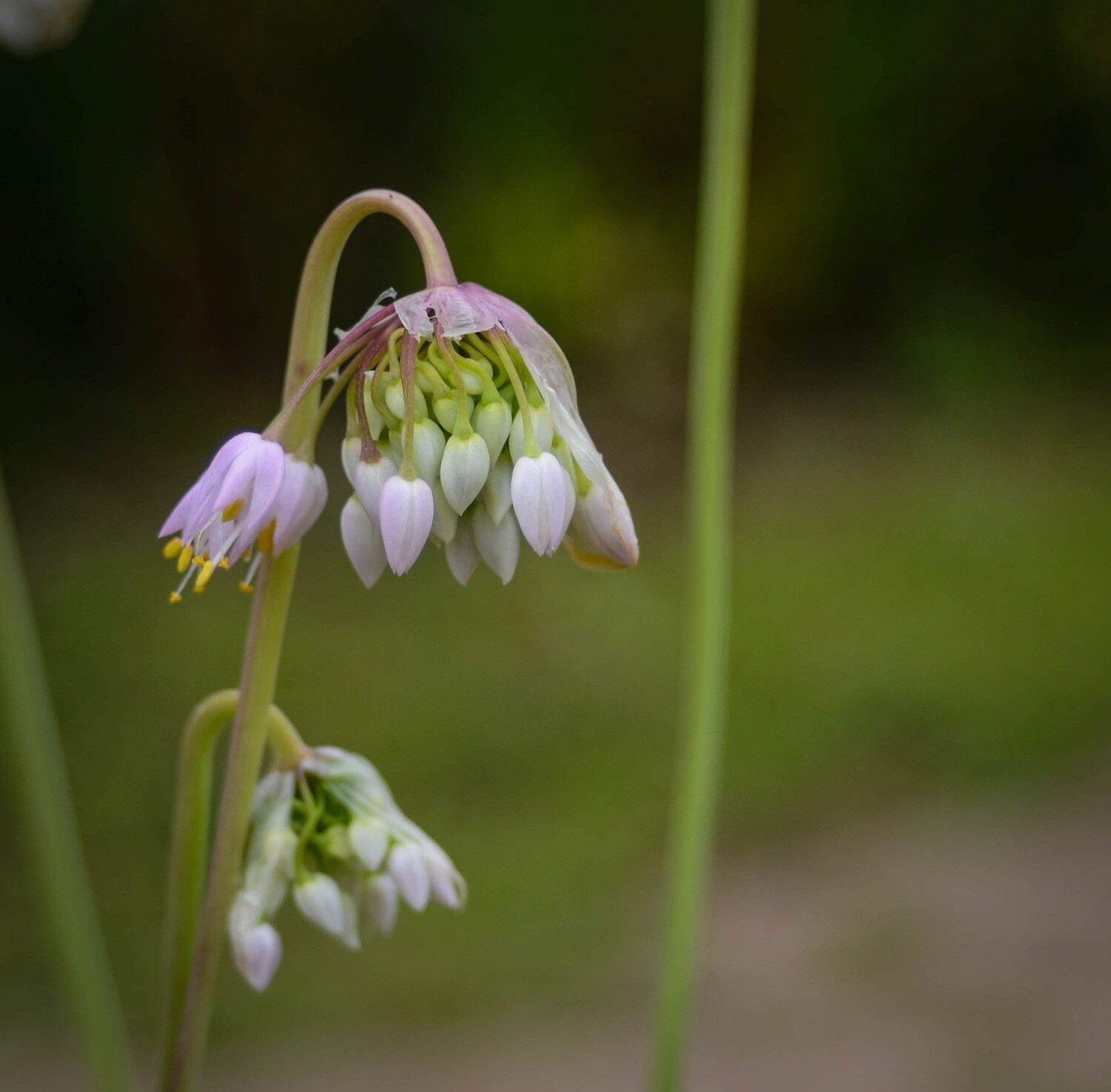Allium cernuum - Nodding Wild Onion Allium cernuum - Nodding Wild Onion