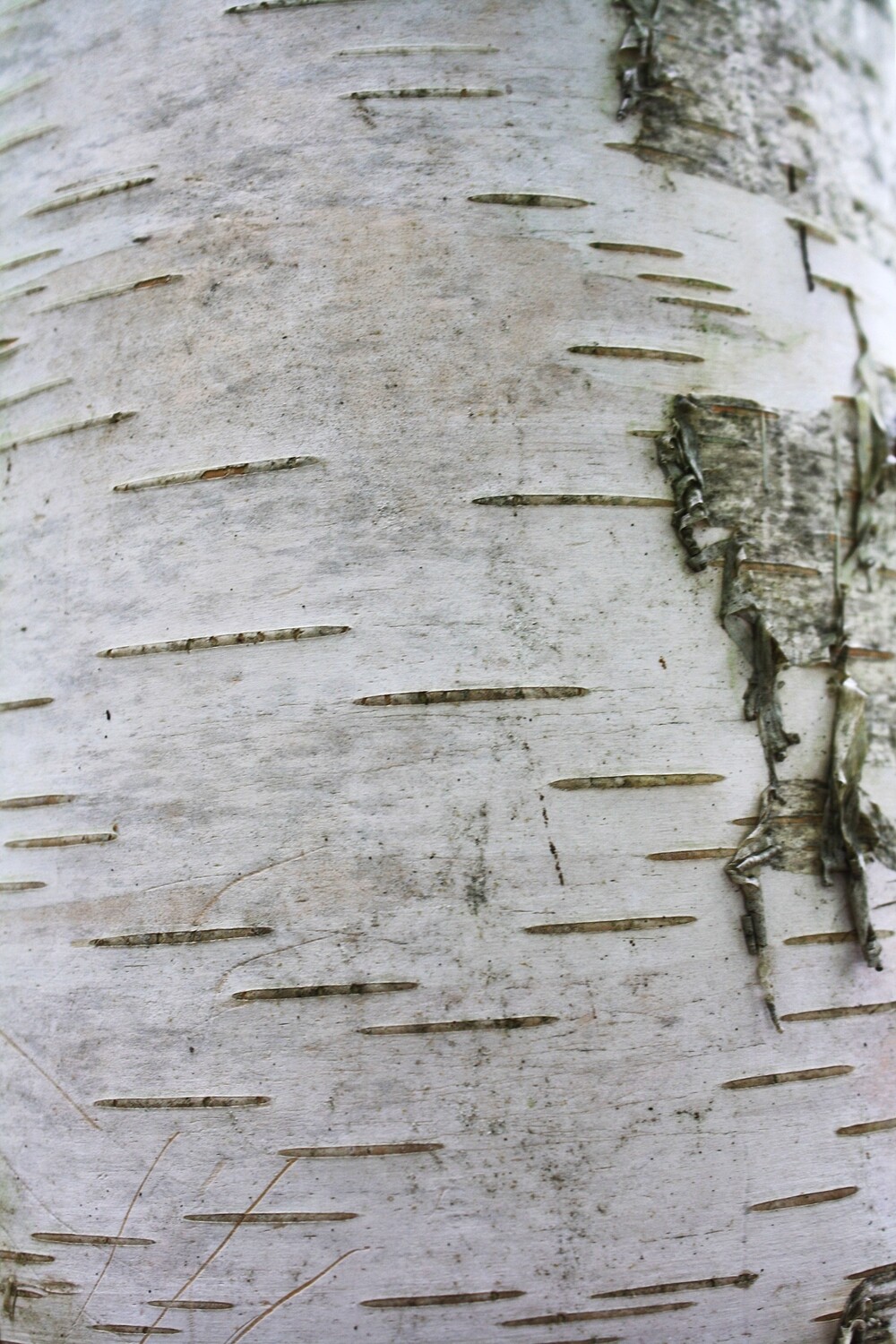 Betula papyrifera - Paper Birch