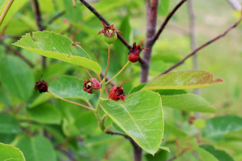 Amelanchier laevis - Smooth Serviceberry