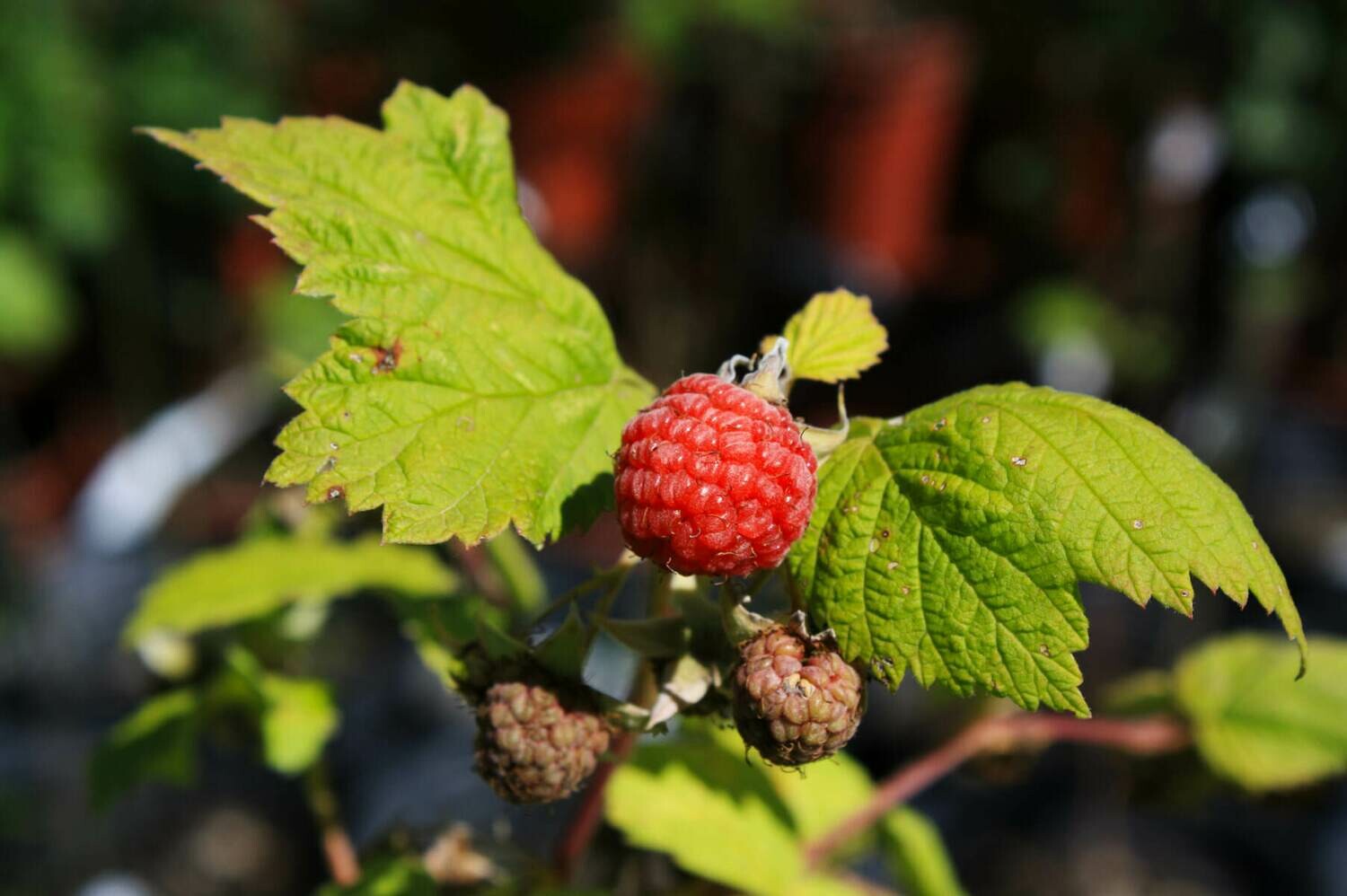 Rubus idaeus - Wild Red Raspberry