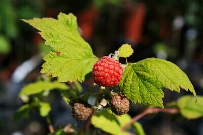 Rubus idaeus - Wild Red Raspberry