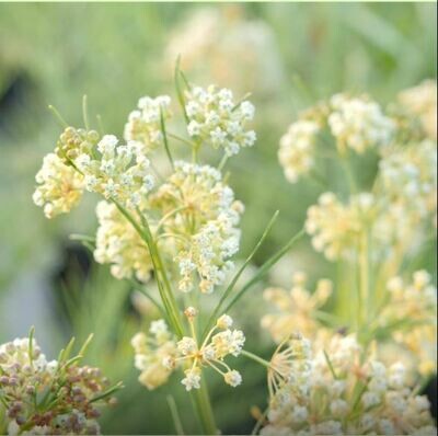 Asclepias verticillata - Whorled Milkweed